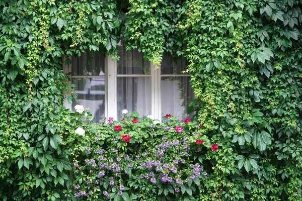 Weißes Fenster Mit Blumen Und Pflanzen — Stockfoto