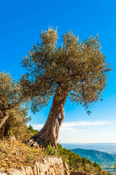 Παλιά Ελιά Στη Μαγιόρκα — Φωτογραφία Αρχείου