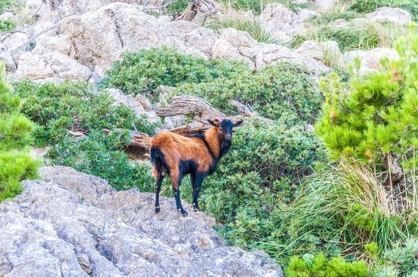 Cabra Montaña Animal Naturaleza — Foto de Stock