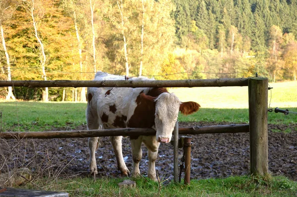Молочна Корова Пасовищі — стокове фото