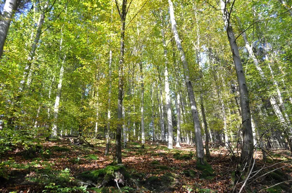 Bosques Deciduos Otoño Coloración — Foto de Stock