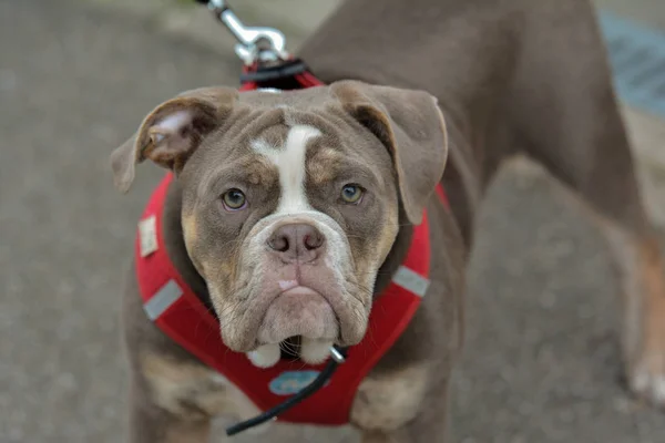 Bulldog Inglese Animale Domestico Bulldog Britannico — Foto Stock