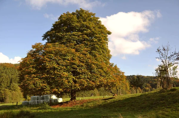 Laubwald Herbstfärbung — Stockfoto