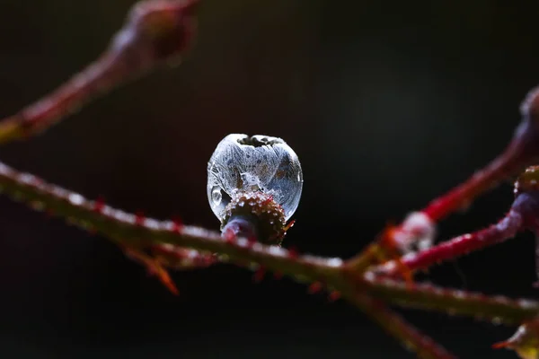 氷点下ではバブルは奇妙な形になります — ストック写真