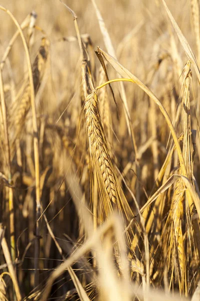 Campo Agrícola Que Crece Hierba Amarillenta Que Está Casi Listo —  Fotos de Stock