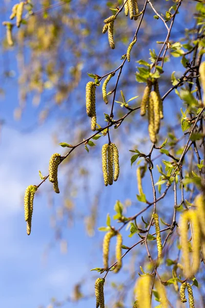 Yılın Nisan Küçük Bir Alan Derinliği Bahar Zamanı Ağaçlarda Fotoğraflandı — Stok fotoğraf