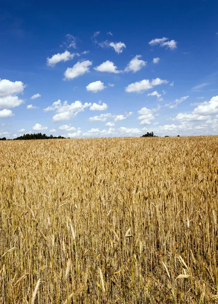 小麦を栽培する農業分野 閉めて — ストック写真