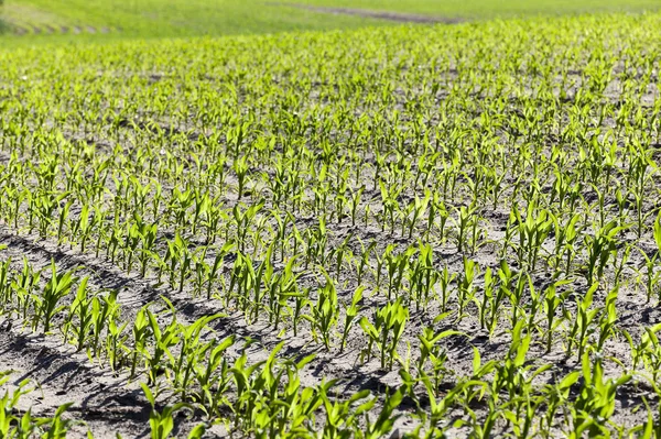 Campo Agrícola Que Está Cultivando Maíz Verde Joven Primavera Primer — Foto de Stock