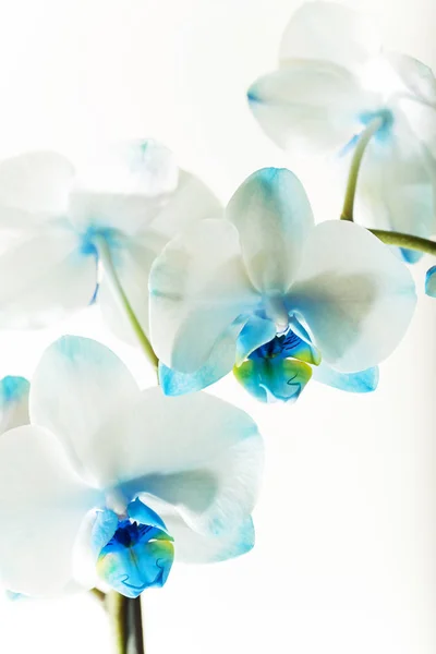 Fotografiado Cerca Una Orquídea Fondo Claro Con Flores Azules —  Fotos de Stock
