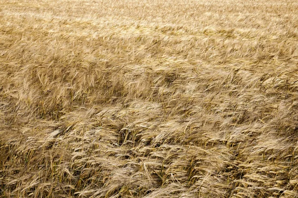 Campo Agrícola Que Crescem Amadurecimento Mudança Cor Para Cereais Amarelos — Fotografia de Stock