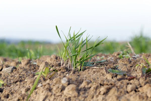 Fotografiado Cerca Plantas Hierba Joven Trigo Verde Que Crece Campo — Foto de Stock