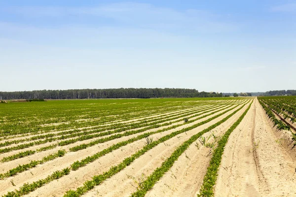 Campo Agrícola Que Crecen Zanahorias Zanahorias Planta Verde — Foto de Stock
