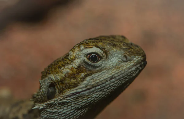 도마뱀 파충류 — 스톡 사진