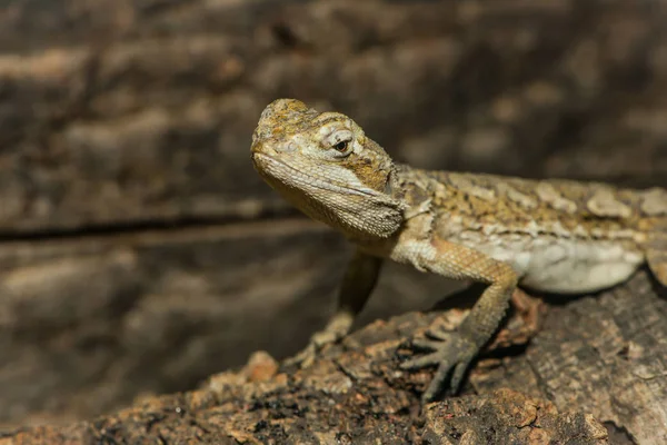 Vue Rapprochée Sur Reptile Jaune — Photo