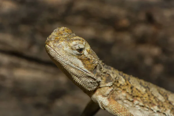 Närbild Syn Gul Reptil — Stockfoto