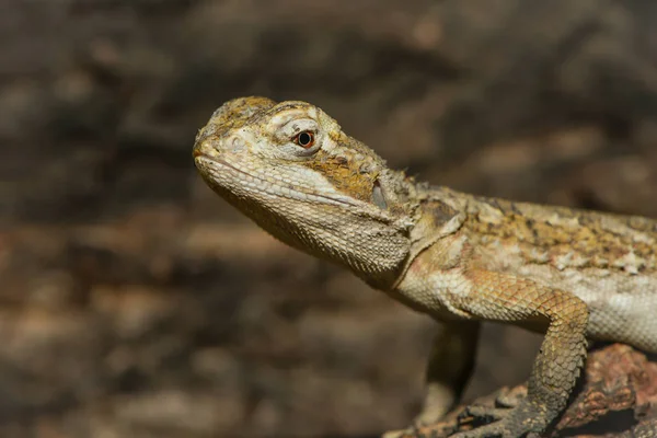 Närbild Syn Gul Reptil — Stockfoto