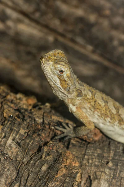Vista Cierre Sobre Reptil Amarillo —  Fotos de Stock