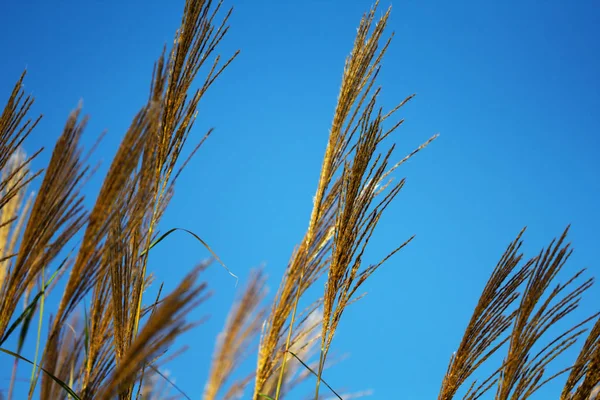 Gramíneas Outonais Para Céu — Fotografia de Stock