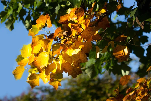 色とりどりの紅葉が美しい — ストック写真