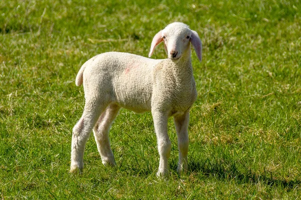 Lamb Stands Sideways Meadow — Stock Photo, Image