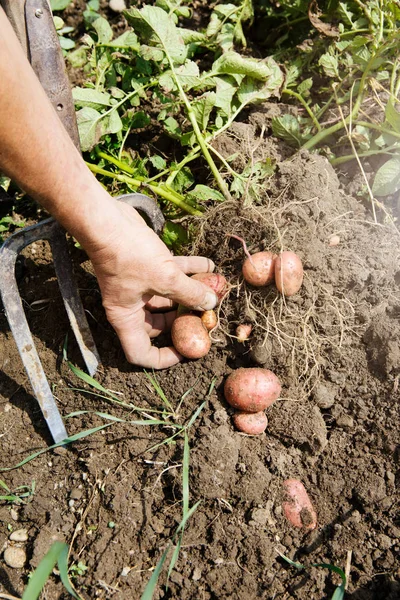 Agricultor Cosechando Patatas Granja Ecológica — Foto de Stock