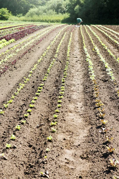 Agricultor Plantación Plántulas Granja Ecológica — Foto de Stock