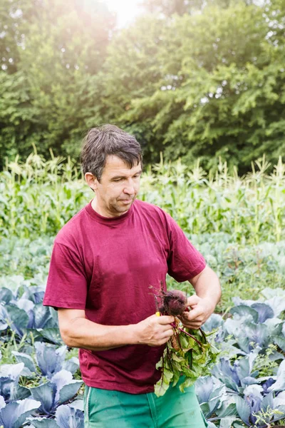 Rolnik Zbierający Warzywa Gospodarstwie Ekologicznym — Zdjęcie stockowe