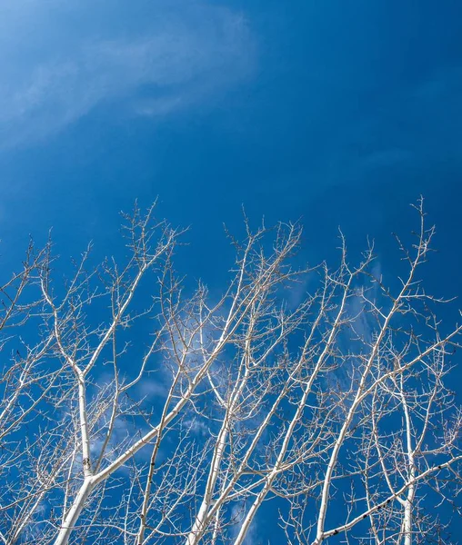 Vista Ángulo Bajo Árboles Desnudos Contra Cielo Azul — Foto de Stock