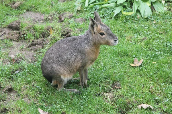 Den Stora Pampas Gräs Eller Stora Mara Dolichotis Patagonum Gnagare — Stockfoto