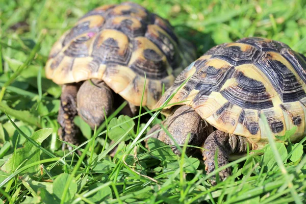 Schildkröte Gras — Stockfoto