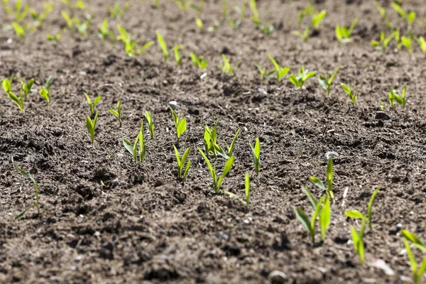 Landwirtschaftliches Feld Auf Dem Getreide Angebaut Werden Kann Mais Frühling — Stockfoto