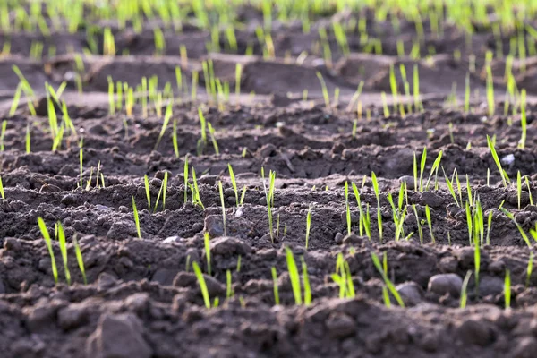 Сфотографировали Крупным Планом Молодые Травяные Растения Зеленой Пшеницы Растущей Области — стоковое фото
