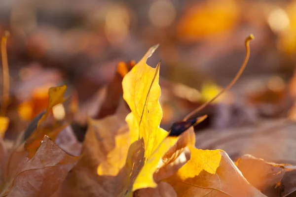 Fotografowane Drzew Liści Jesienią Lokalizacji Park — Zdjęcie stockowe