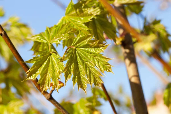 Sfotografowane Zbliżenie Młodych Zielonych Liści Klonu Tle Błękitnego Nieba Sezon — Zdjęcie stockowe