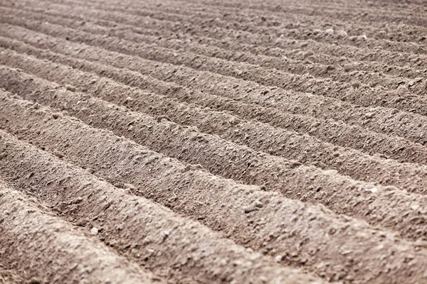 Geploegd Landbouwveld Waarin Het Gewas Wordt Geteeld Groeven Een Veld — Stockfoto