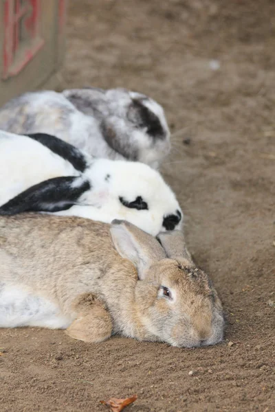 Das Häusliche Kaninchen Ist Die Domestizierte Form Des Wildkaninchens — Stockfoto