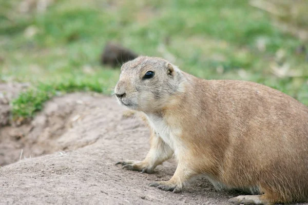 Perro Pradera Común Animal Naturaleza — Foto de Stock