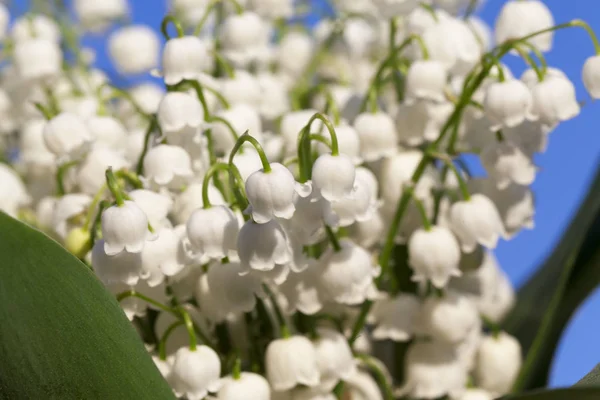 Fehér Virágok Szirmok Tavaszi Nyár Flóra — Stock Fotó