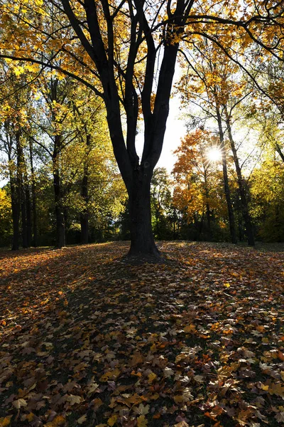 Zżółkłe Liście Drzew Tym Klonu Jesienią Roku Terytorium Parku Niebieskie — Zdjęcie stockowe