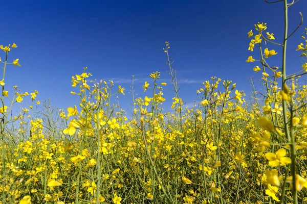 Fotografiert Beim Anbau Von Rapsblüten Der Landwirtschaft Blauer Himmel Hintergrund — Stockfoto