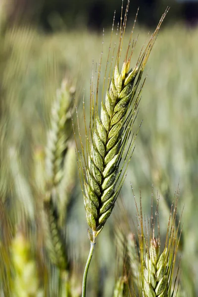 Agricultural Field Which Grow Immature Cereals Wheat — Stock Photo, Image
