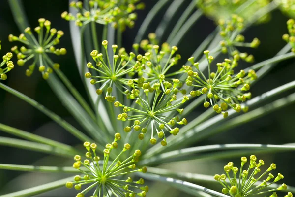 Gefotografeerd Close Van Onrijpe Groene Paraplu Dille Ondiepe Scherptediepte — Stockfoto