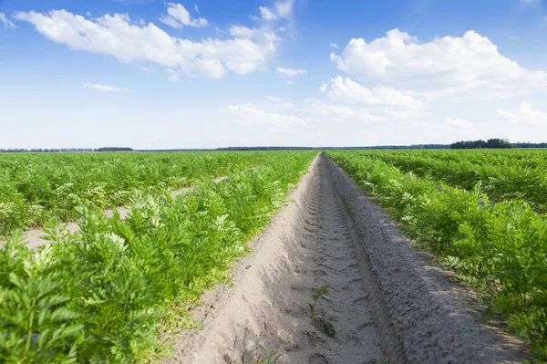Photographed Close Agricultural Field Which Grow Green Shoots Carrots Background — Stock Photo, Image