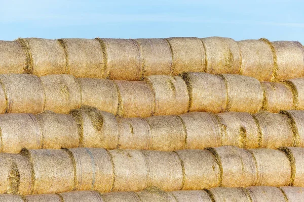 Campo Agricolo Cui Sono Stati Lasciati Paglia Paglia Haystacks Dopo — Foto Stock