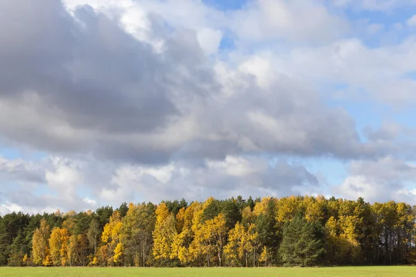 Φωτογραφημένο Δέντρα Και Φύση Φθινόπωρο Του Έτους Κιτρινισμένα Βλάστηση Και — Φωτογραφία Αρχείου