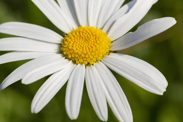Φωτογραφήθηκε Close Χαμομήλι Μαργαρίτα Λουλούδι Λευκά Πέταλα — Φωτογραφία Αρχείου