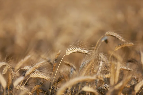 Ackerland Auf Dem Getreide Weizen Und Weizen Geerntet Werden — Stockfoto