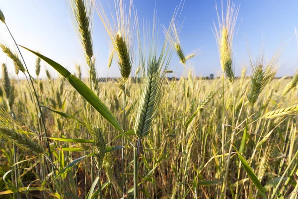 Agricultural Field Which Grow Immature Cereals Wheat — Stock Photo, Image