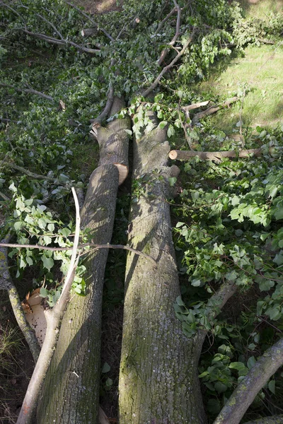 Fotografiert Nahaufnahme Baum Der Durch Den Hurrikan Zerstört Wurde Und — Stockfoto