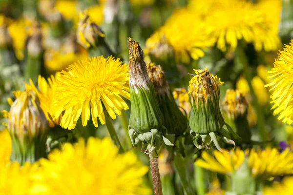 Primo Piano Fotografato Denti Leone Gialli Primavera Profondità Campo Poco — Foto Stock